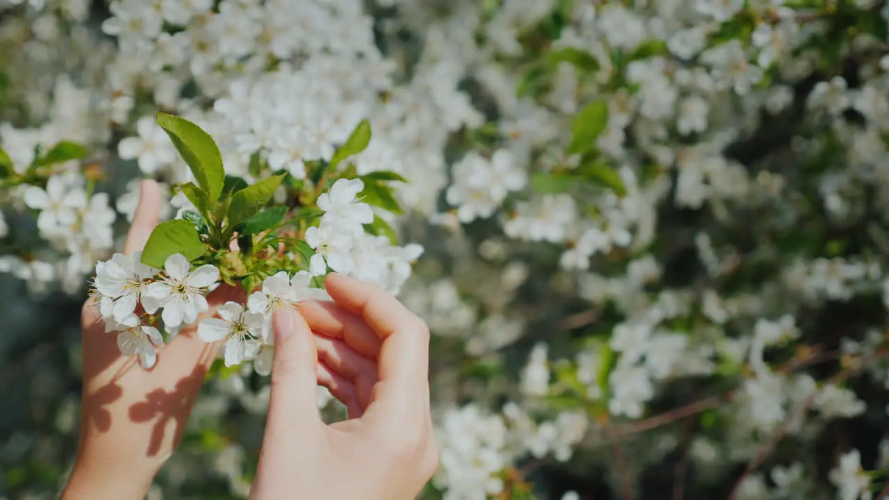 Women's Hands Are Touching A Branch Of A Flowering Tree