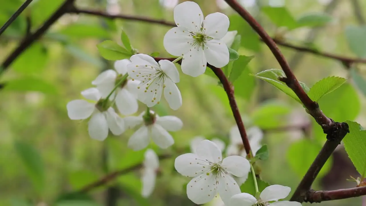 Close up on blossoming white fruit tree flowers swinging on windy day