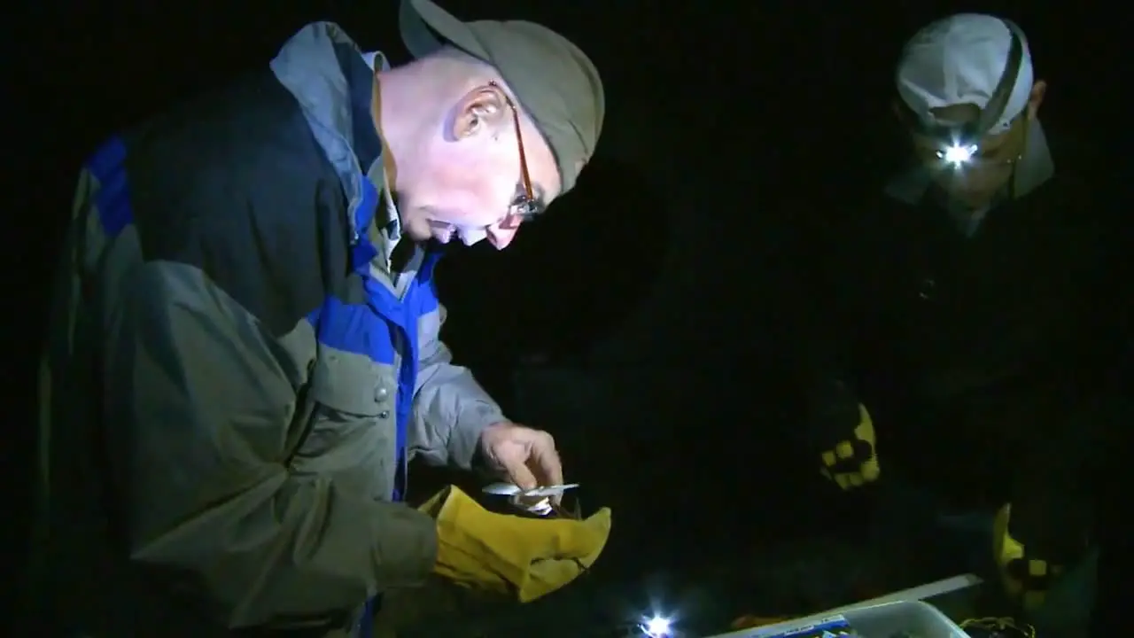 Scientists Capture And Study Bats In The Wild