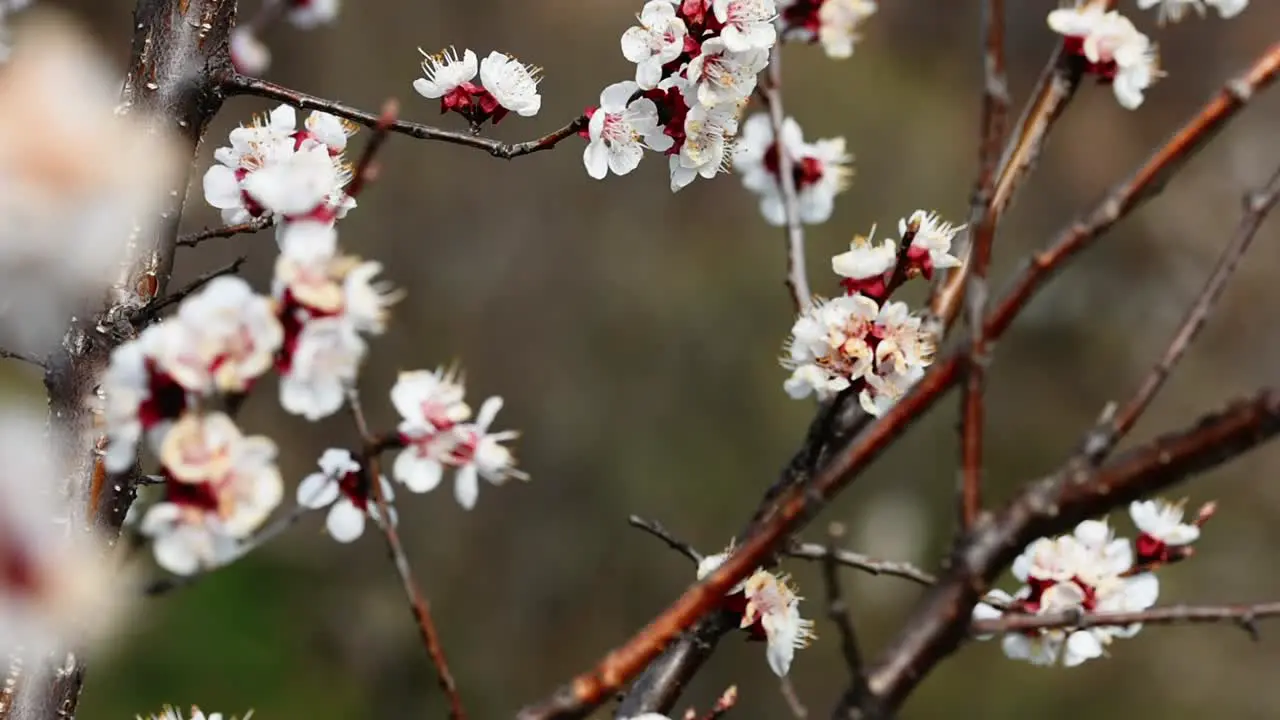 Bees pollinating the flowers of a blooming apricot tree