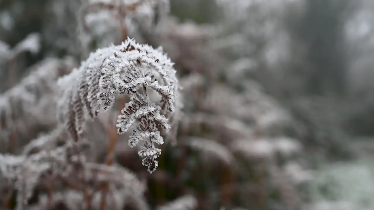 The fog within Barnes on the plants London United Kingdom