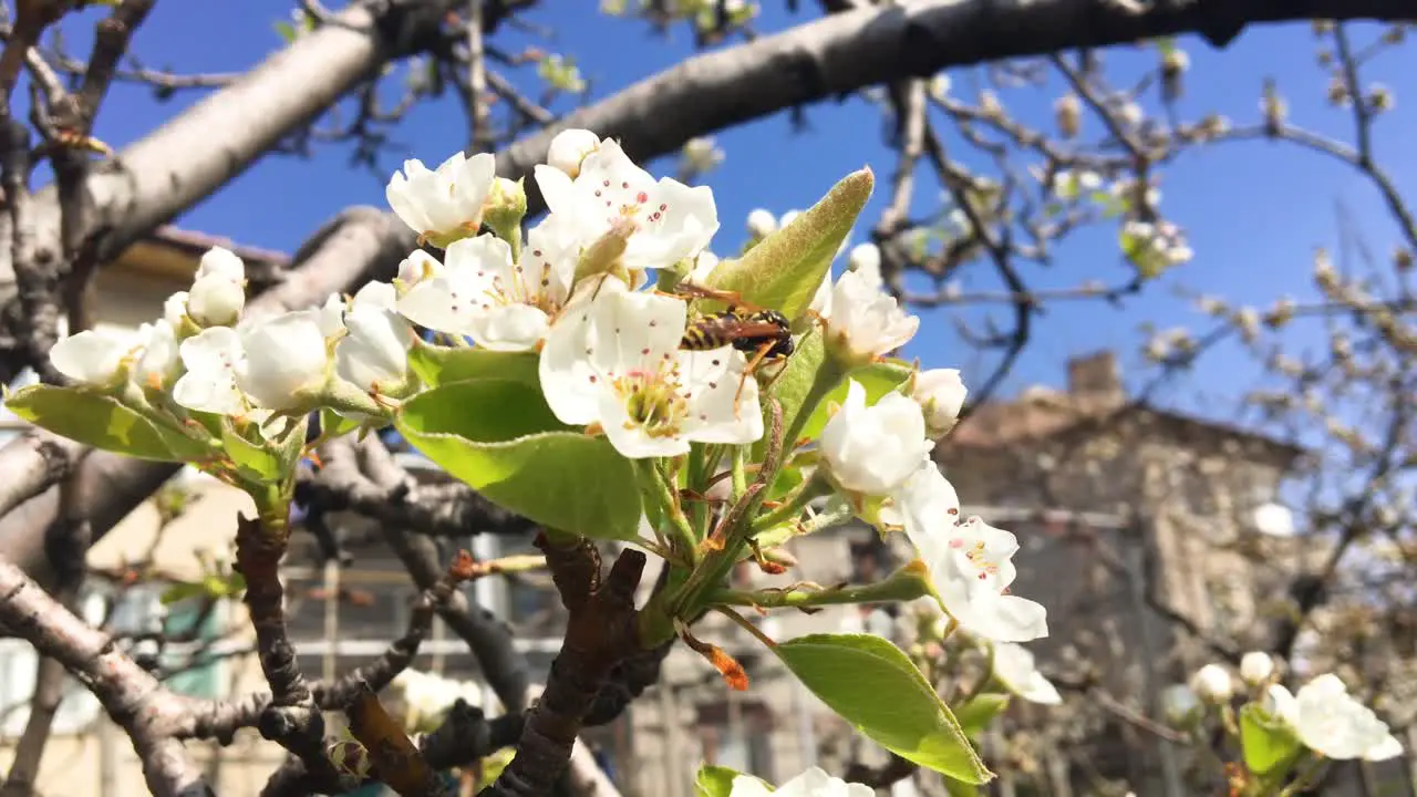 Spring with flowers and bees