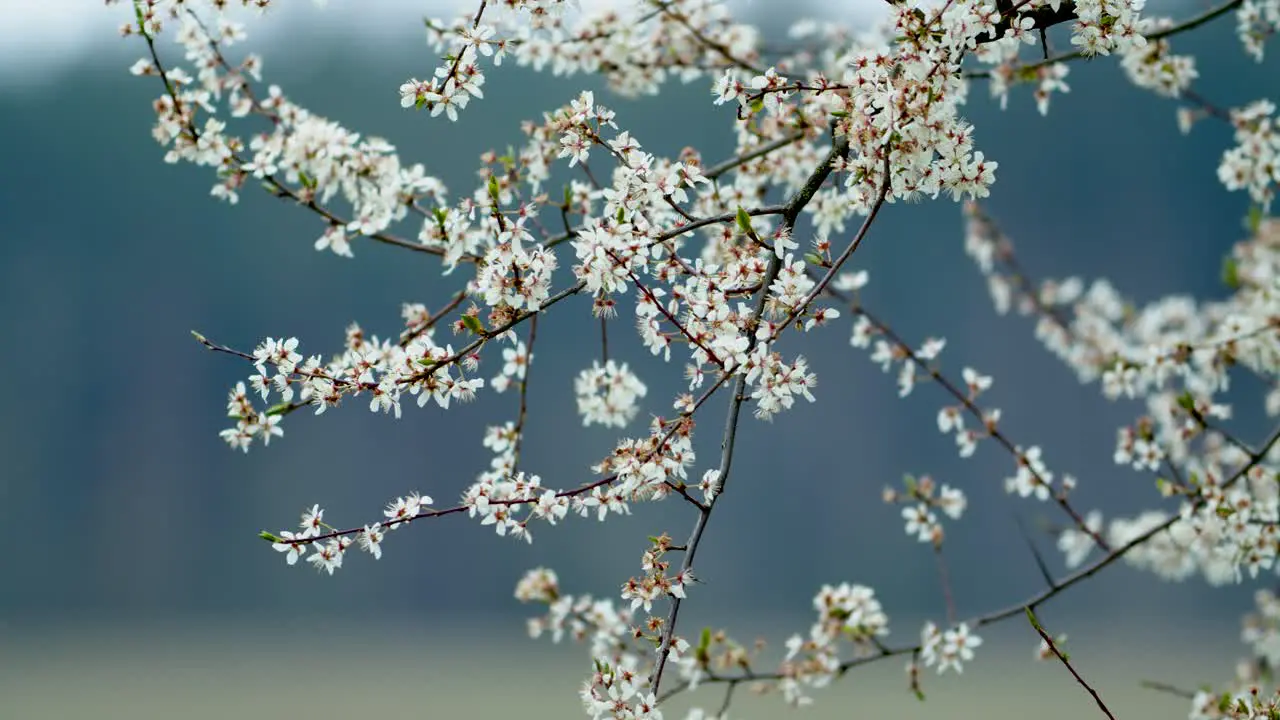 Apple tree blossoms in spring with pure bokeh