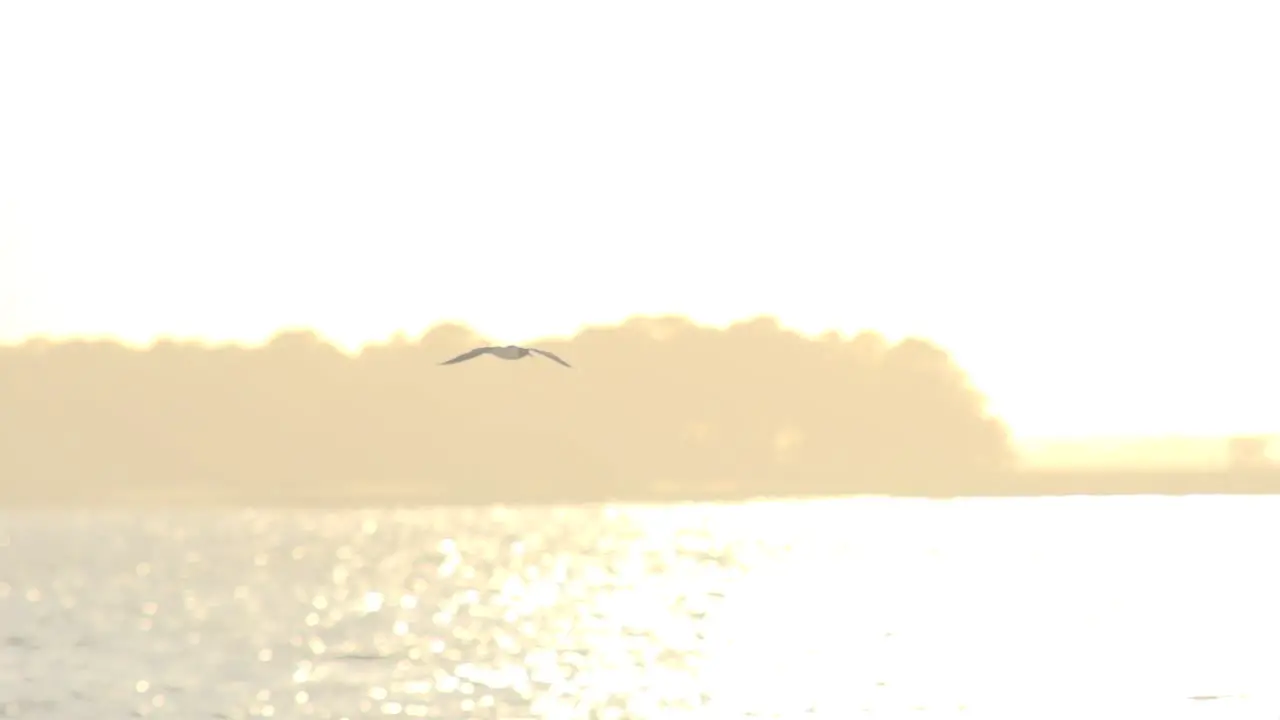 Single bird flying in slow motion during golden hour over the ocean