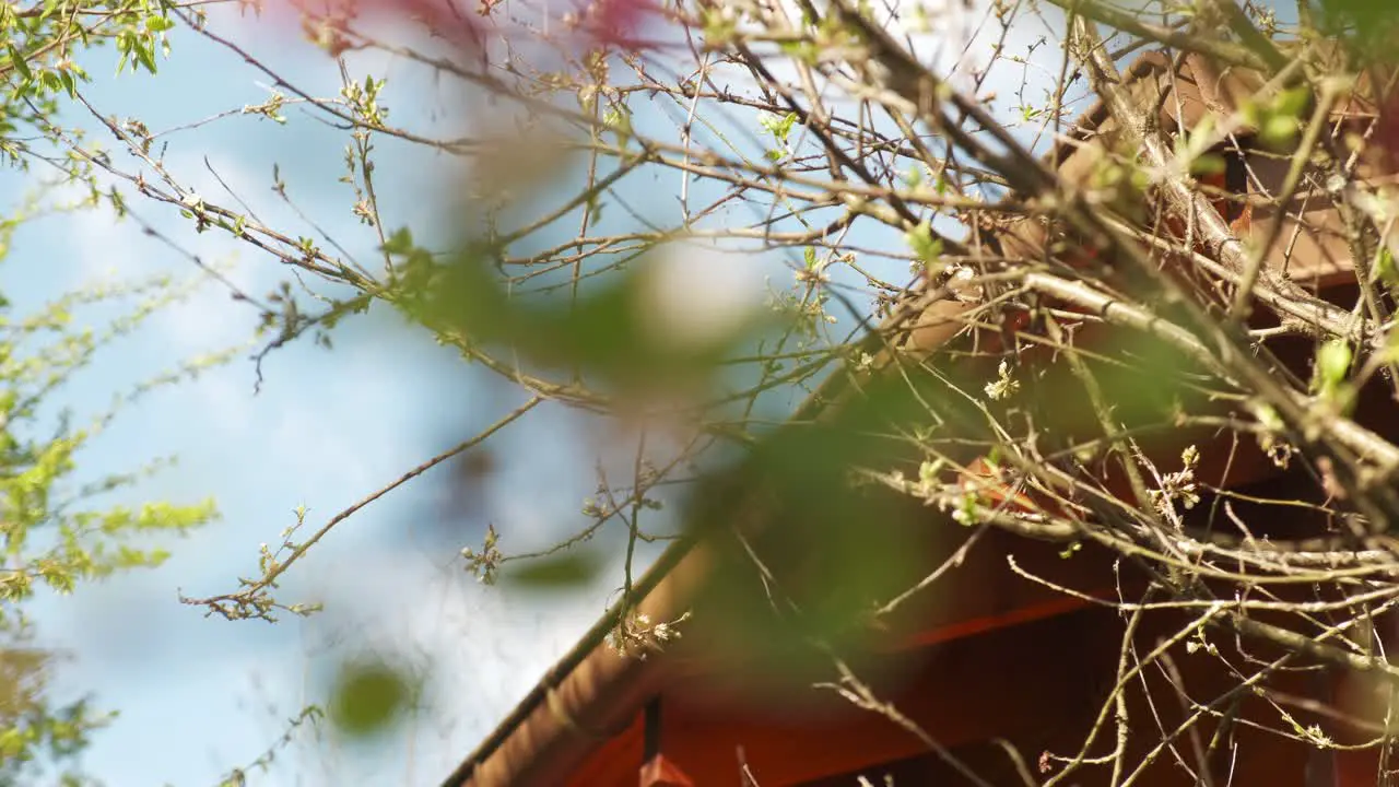 Beautiful wooden cabin roof detail through a blooming cherry tree during early spring in slow motion in Vosges France