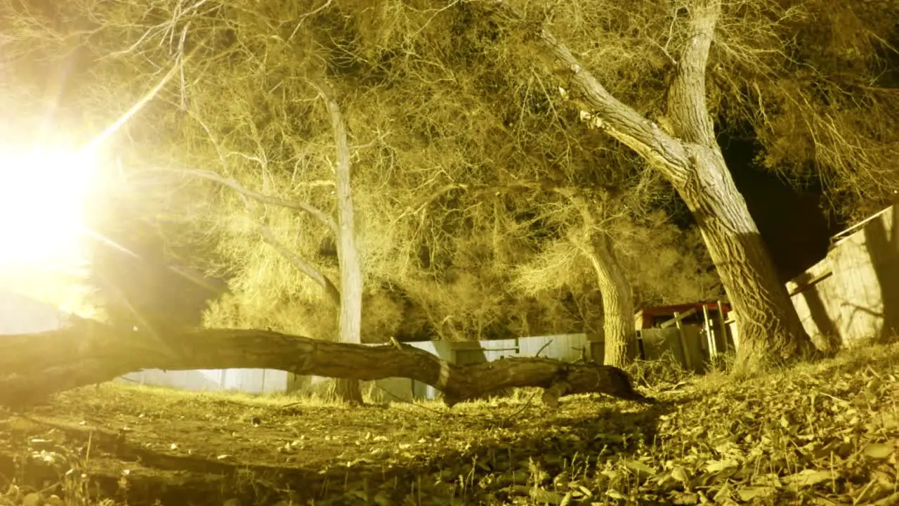 NIGHT LAPSE Giant tree branch in the middle of the yard surrounded by a fence and trees well a dog runs around