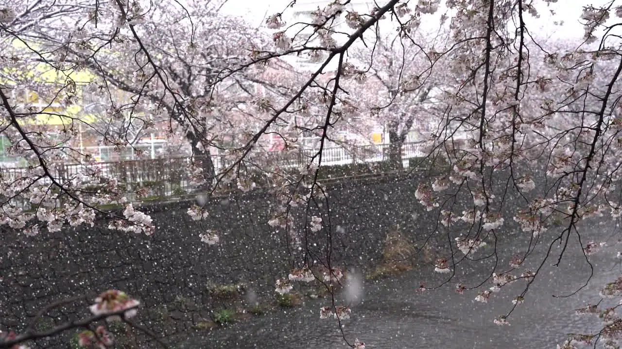 The Wonderful Scenery Of Snow Fall In Colorful Cherry Blossoms In Japan Wide Shot