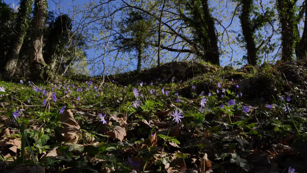 Violet flowers sway from the light spring breeze in the winter-reborn forest