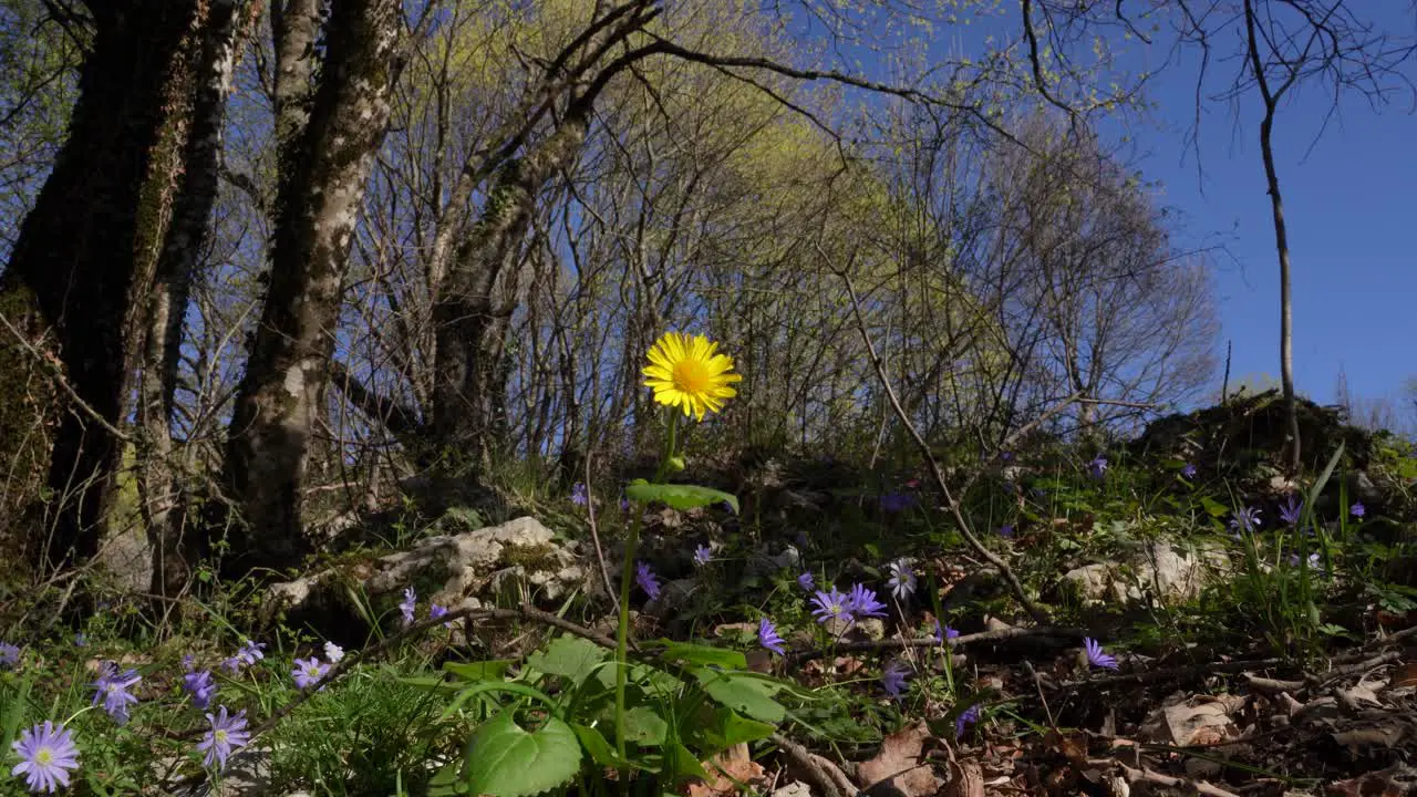 Yellow flower surrounded by violet flowers on forest bed in spring