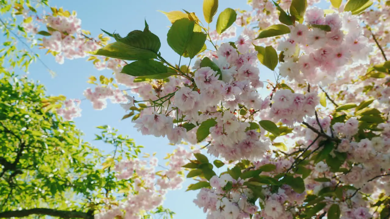 Cherry Blossom in Sunlight