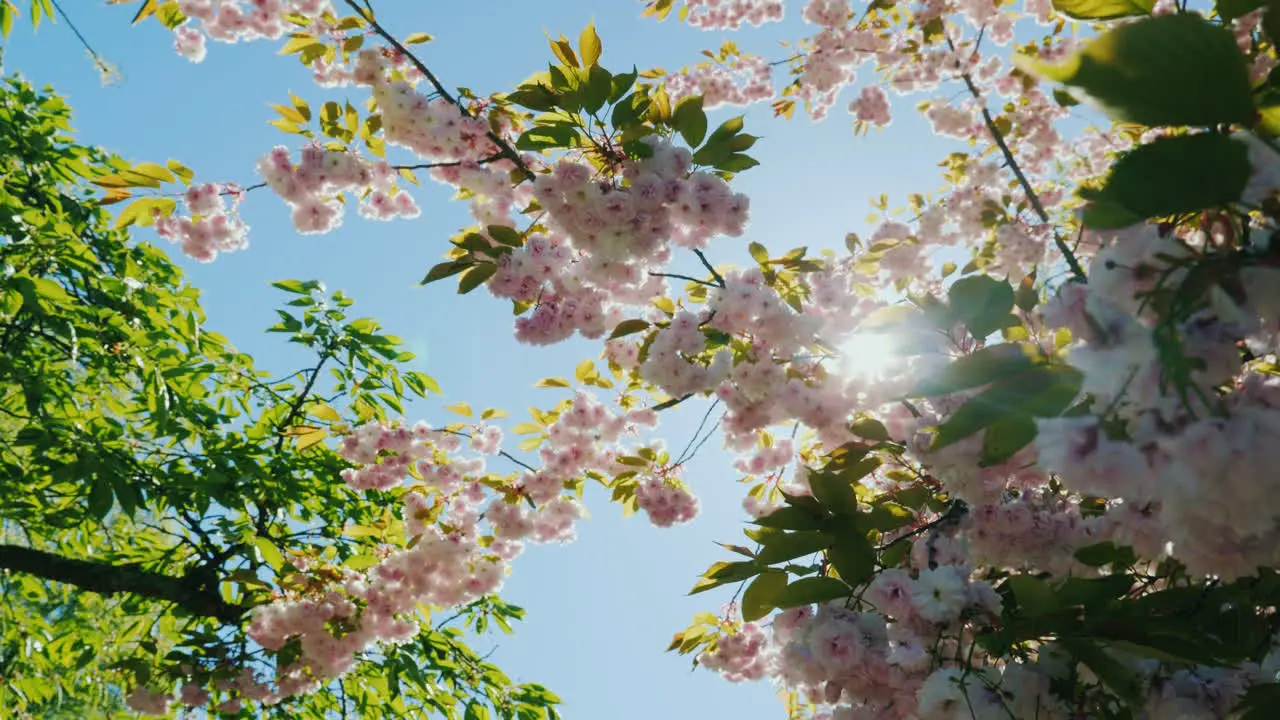 Blossom and Sunshine