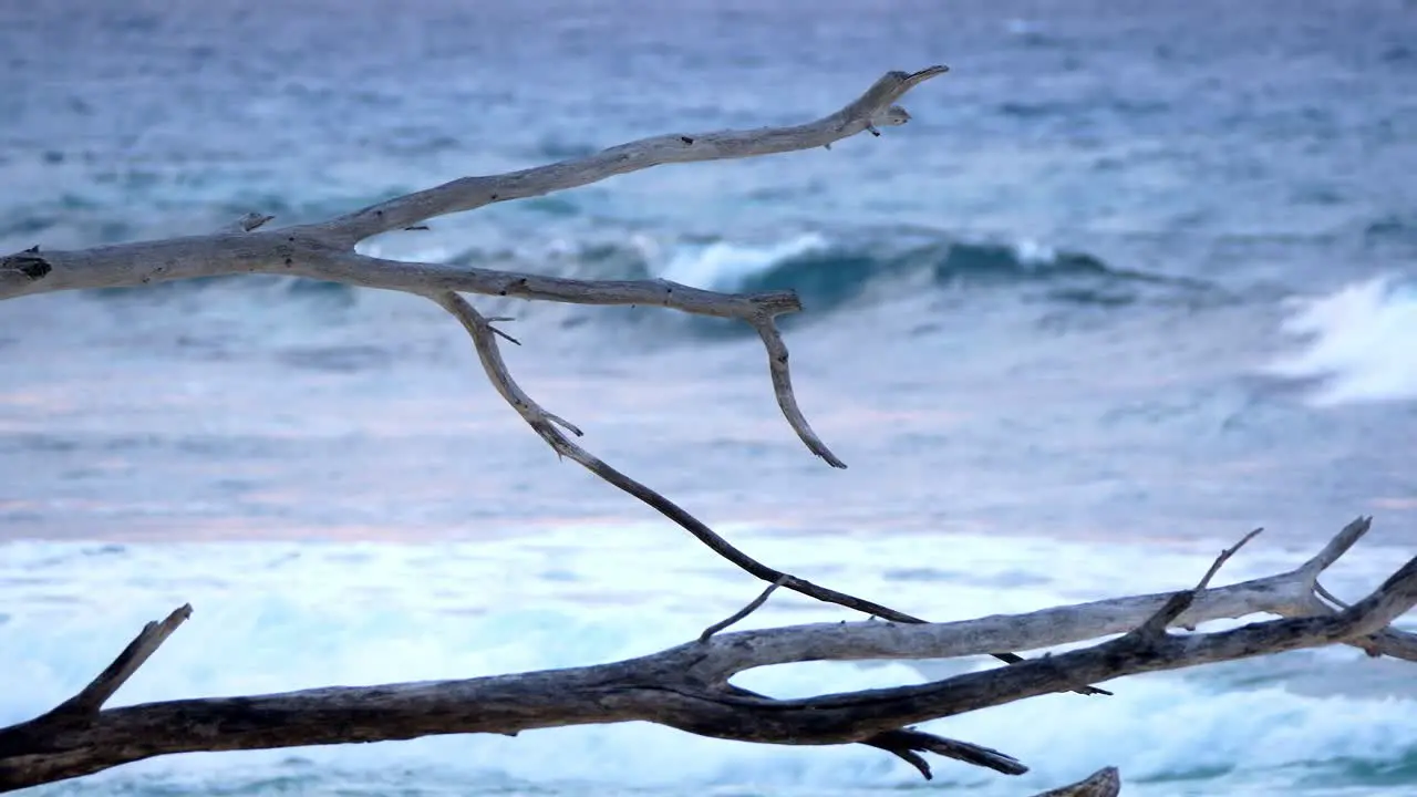 Driftwood on beach surfing waves in background