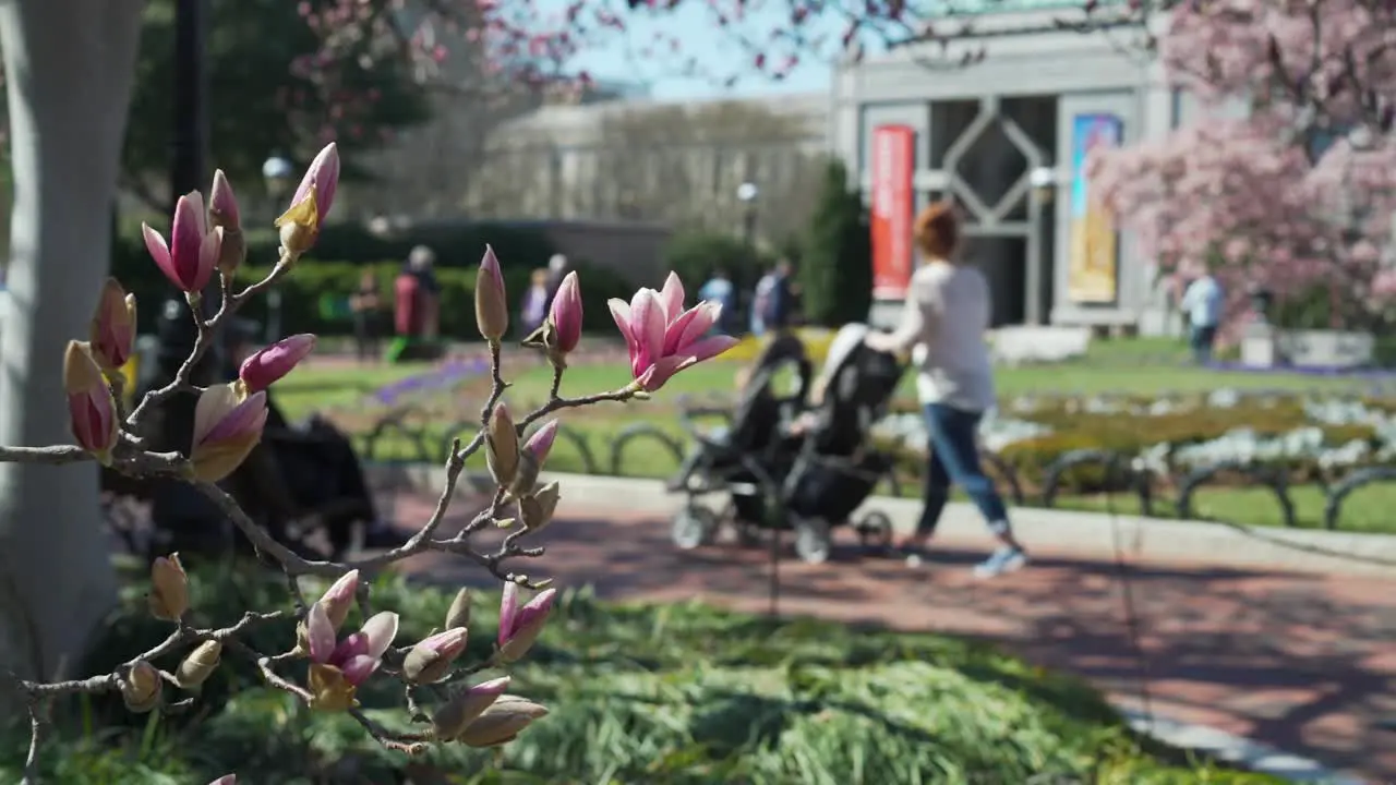 Cherry trees bloom and blossoms in Washington DC in spring