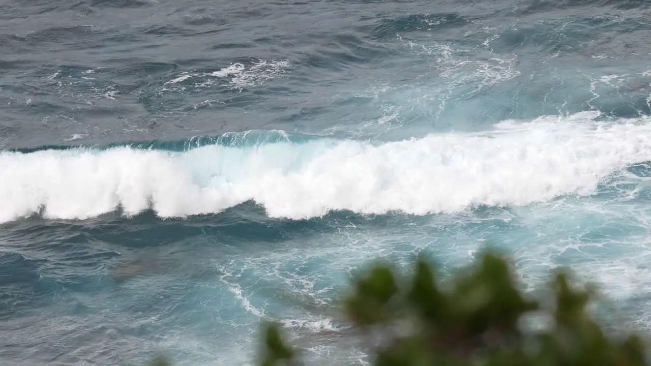 Rugged coast wind blowing plants and powerful waves in background rack focus