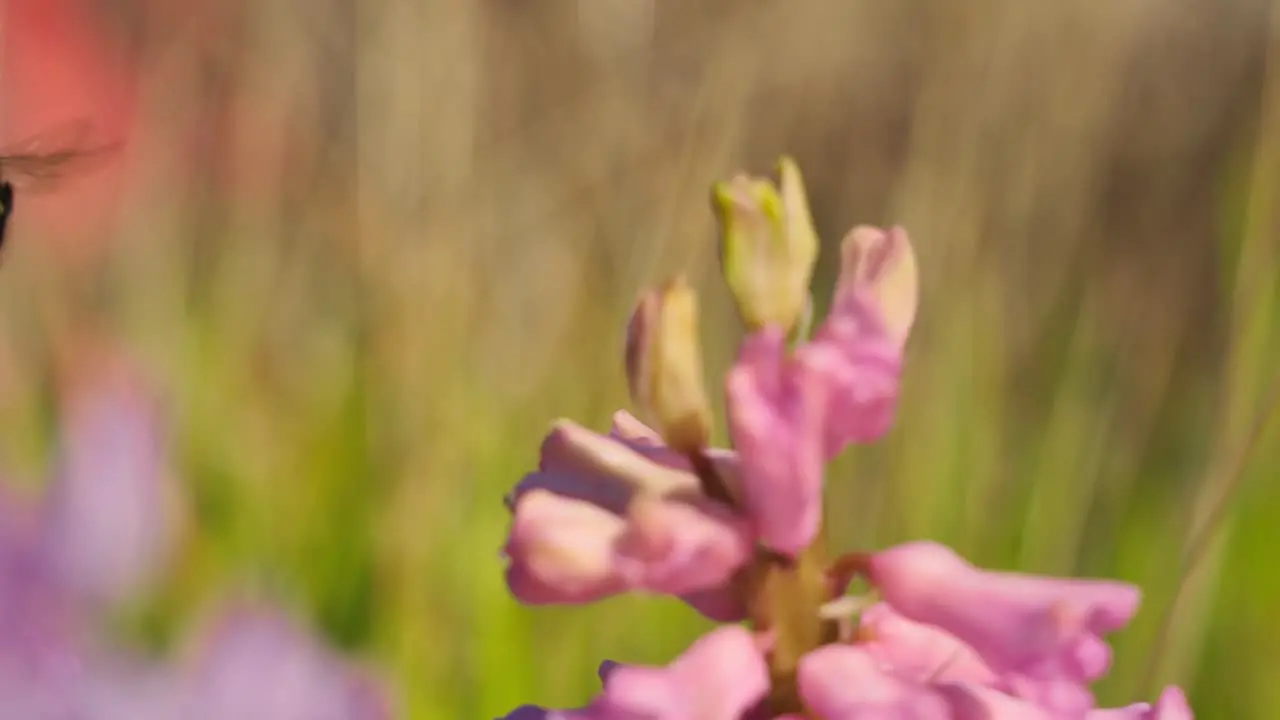 Majestic macro detail closeup of bumblebee sucking nectar from garden hyacinth