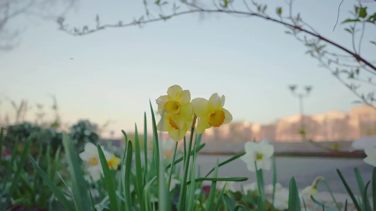 Wide angle of Paperwhite flowers blooming in the beginning of spring with the outline of a crane and the city in the background