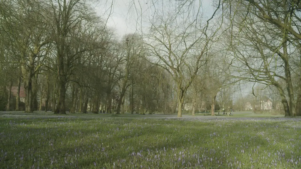 Beautiful wide shot of city park in Husum Germany during the yearly crocus event Krokusblütenfest near the castle of Husum