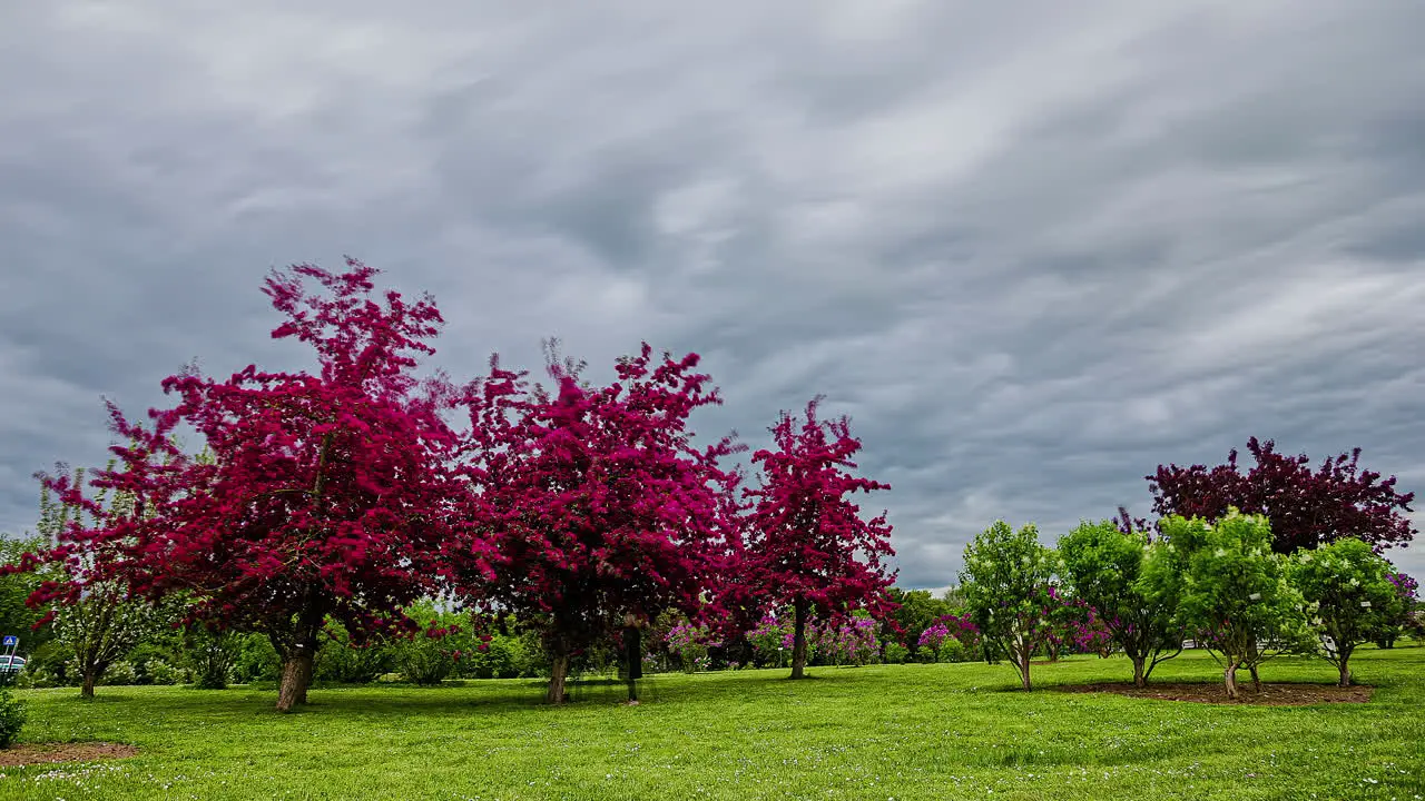 Red maple tree growing with other blooming plants fusion time lapse