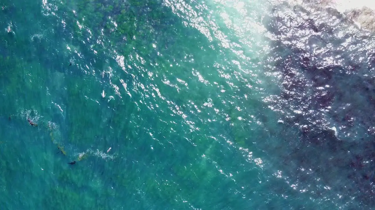 Aerial view of Sea Lions swimming in the blue and green ocean waters at La Jolla San Diego California