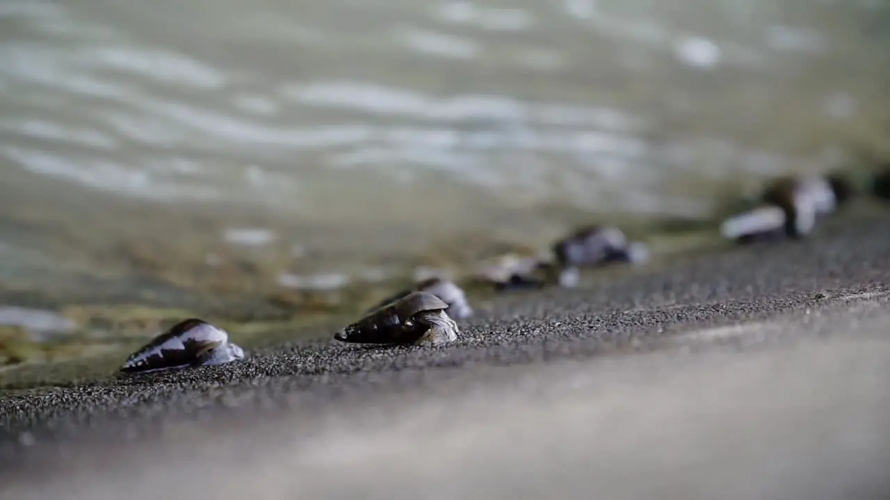 Slow motion video of river snails clinging and moving to the river wall Subulina octona Sumpil