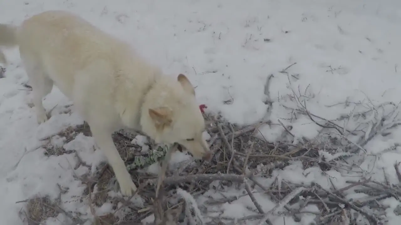 SLOW MOTION White husky dog playing and chewing of sticks in the snow