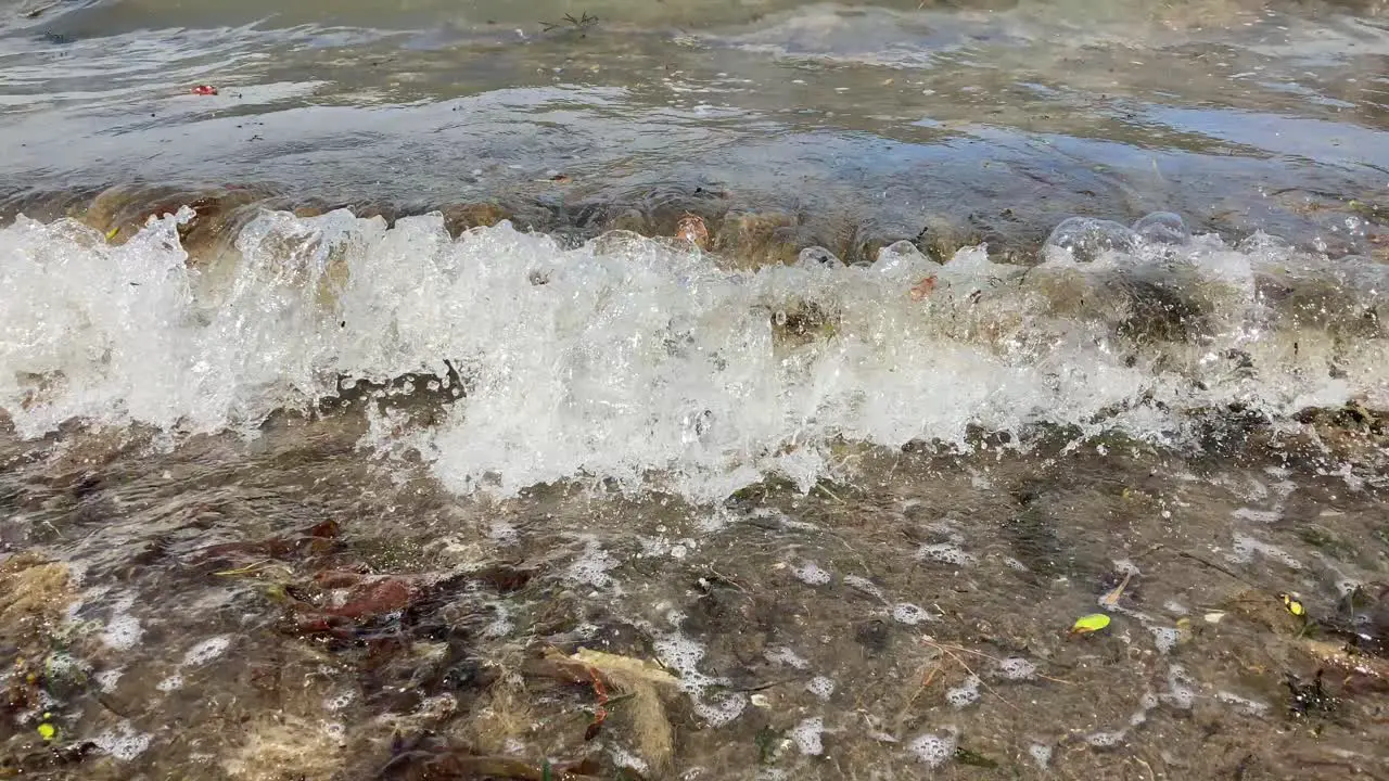 by the beach there are seaweeds beans and floating plants organism