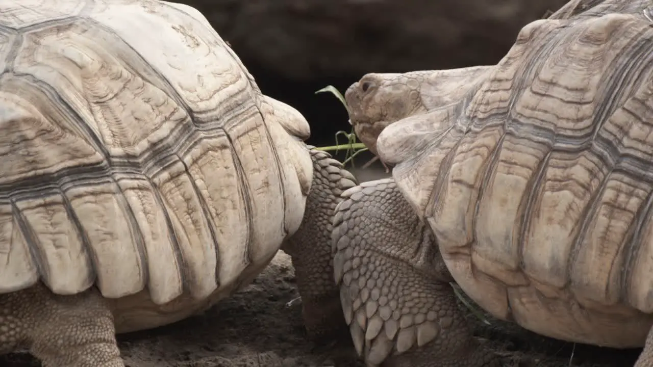 Tortoise walking through sand looking for food and mate