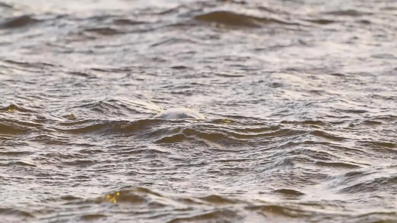 Single Seal Seen With Head Above In Choppy Waters