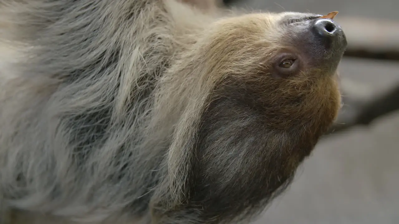 A sloth hangs upside down eating in slow motion