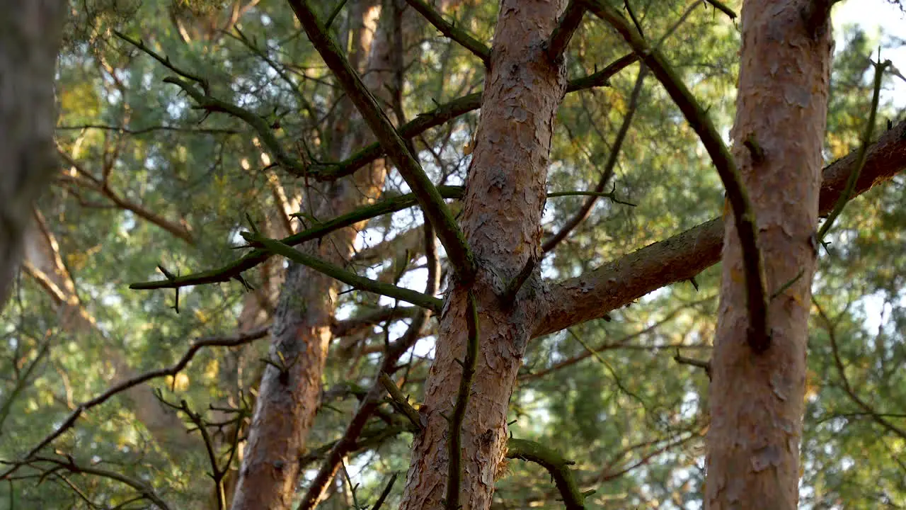 Slow closer panning view of branches on trees in forest B roll