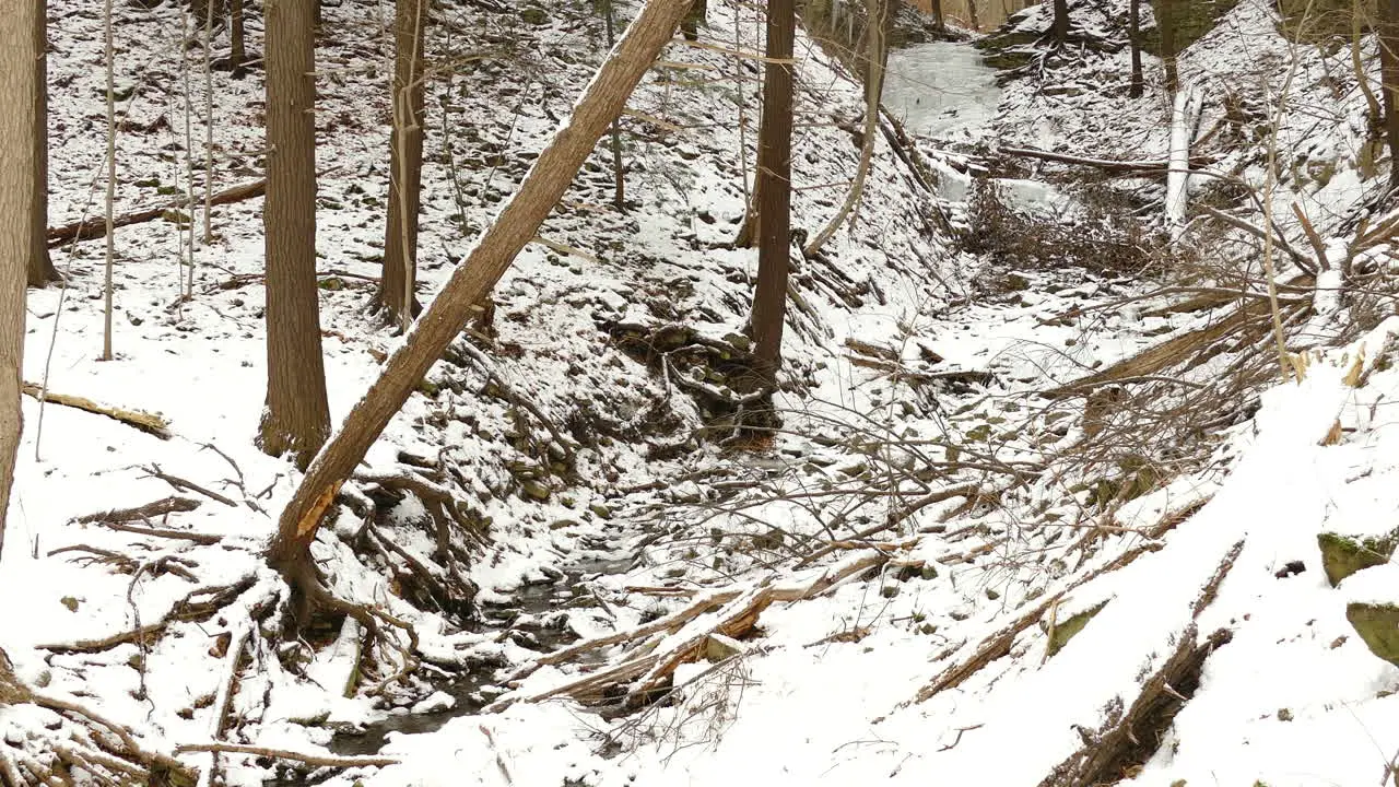 Slow pan left across beautiful white snow covered forest and woodland