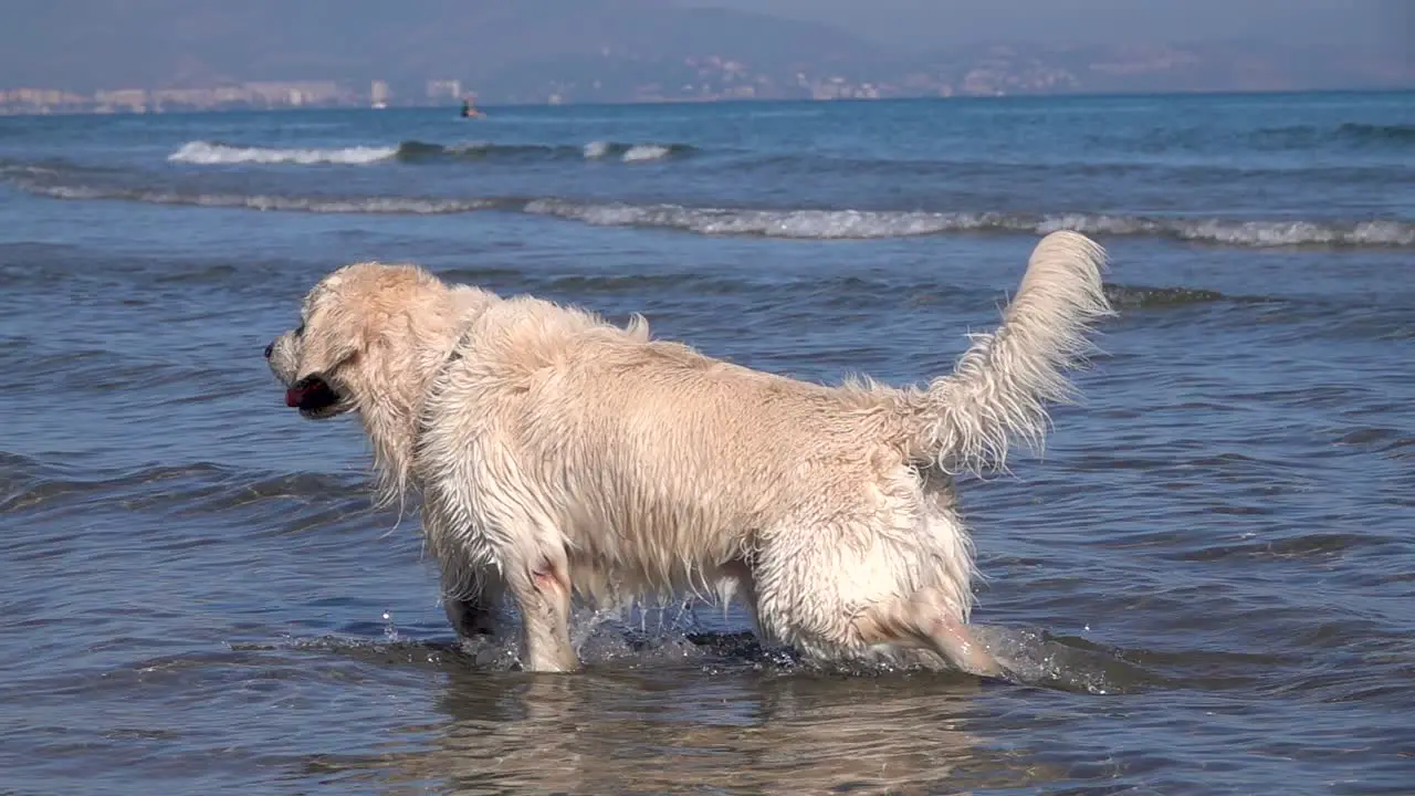 Slow motion of a retriever dog running along the seashore