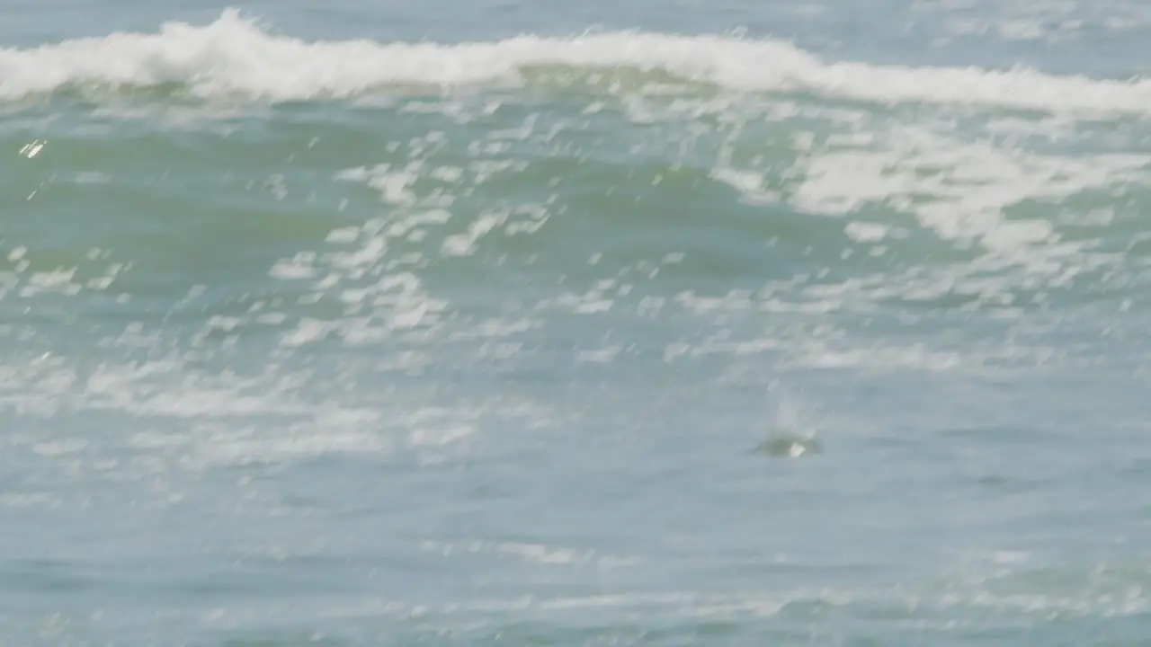 Peruvian booby bird aligns itself and then folds its wings to launch an attack to hunt Fish in the Sea dive slow motion