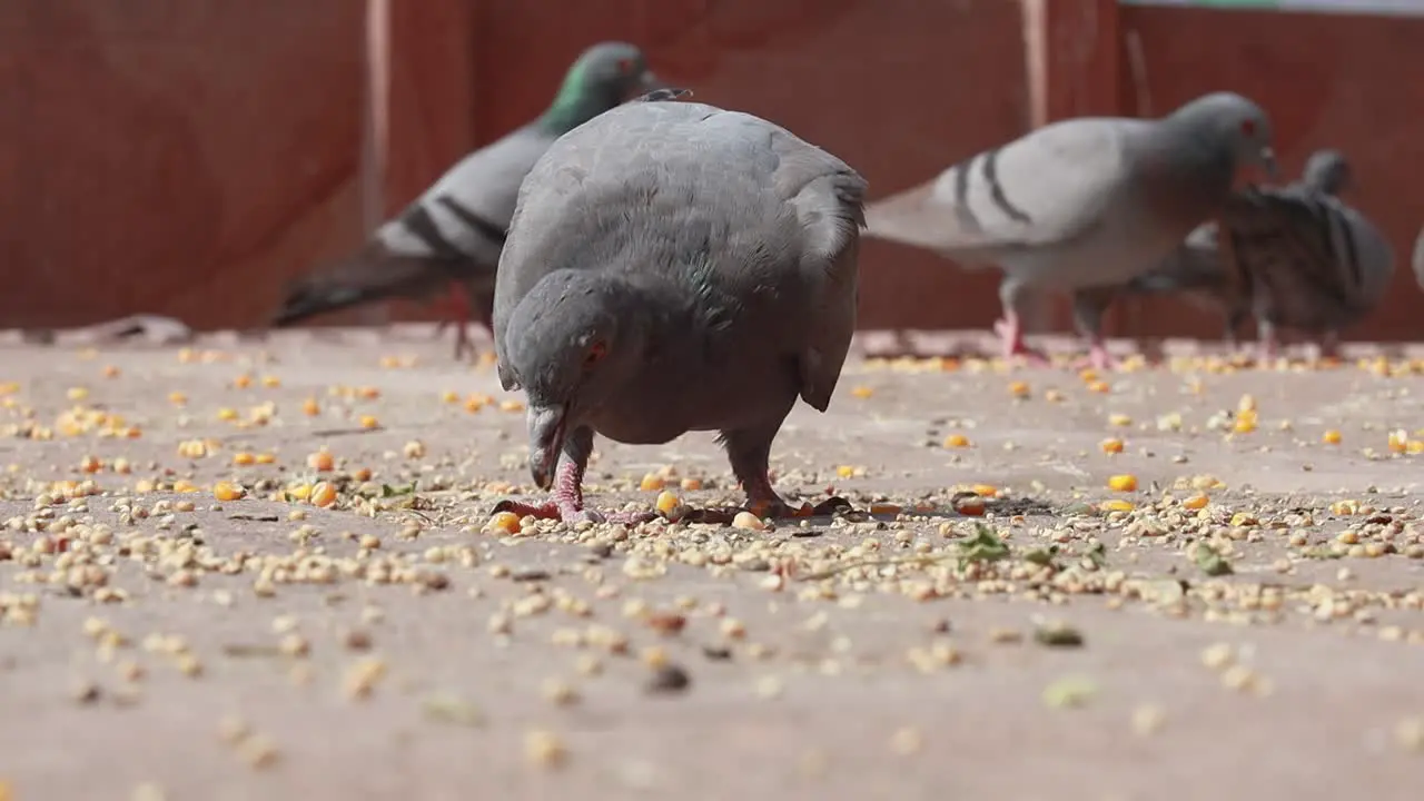 Pigeons on the walking street slow motion move India Rajasthan