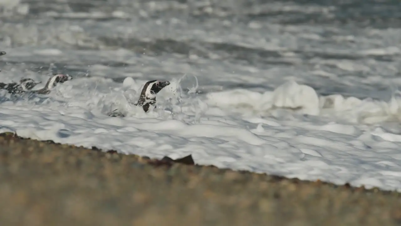 Penguins huddle on beach and run to ocean to swim