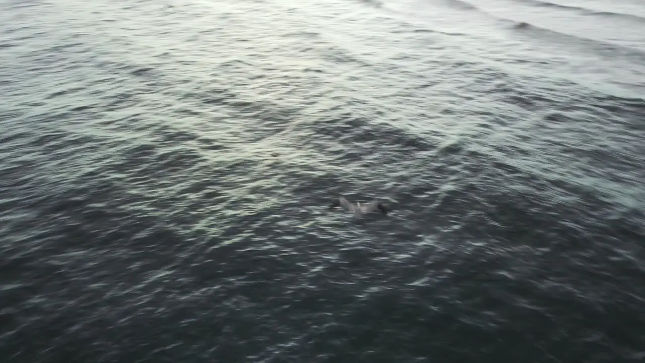 Wide shot following pelican at beach with drone