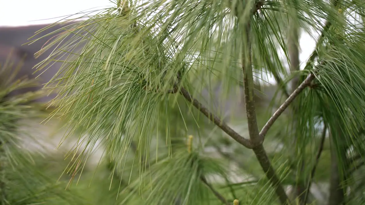 pine tree slow motion closeup in wind on spring day old cottage in blurred background