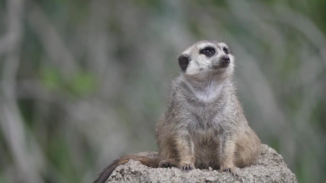 Slow motion shot of a Meerkat sitting on high terrain and watching its surroundings