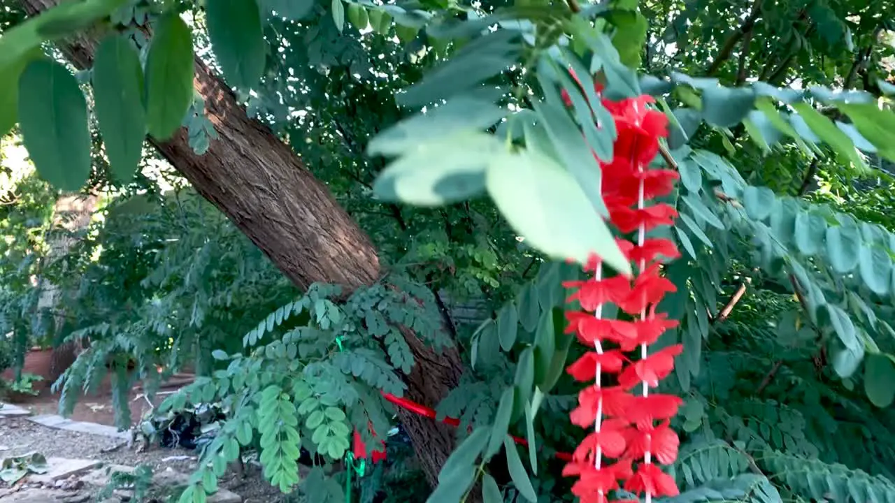 slow motion close up shot of a green garden