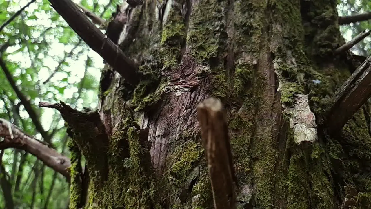 Scary haunted looking old tree with moss on bark and needle like broken branches next to a hiking footpath in forest