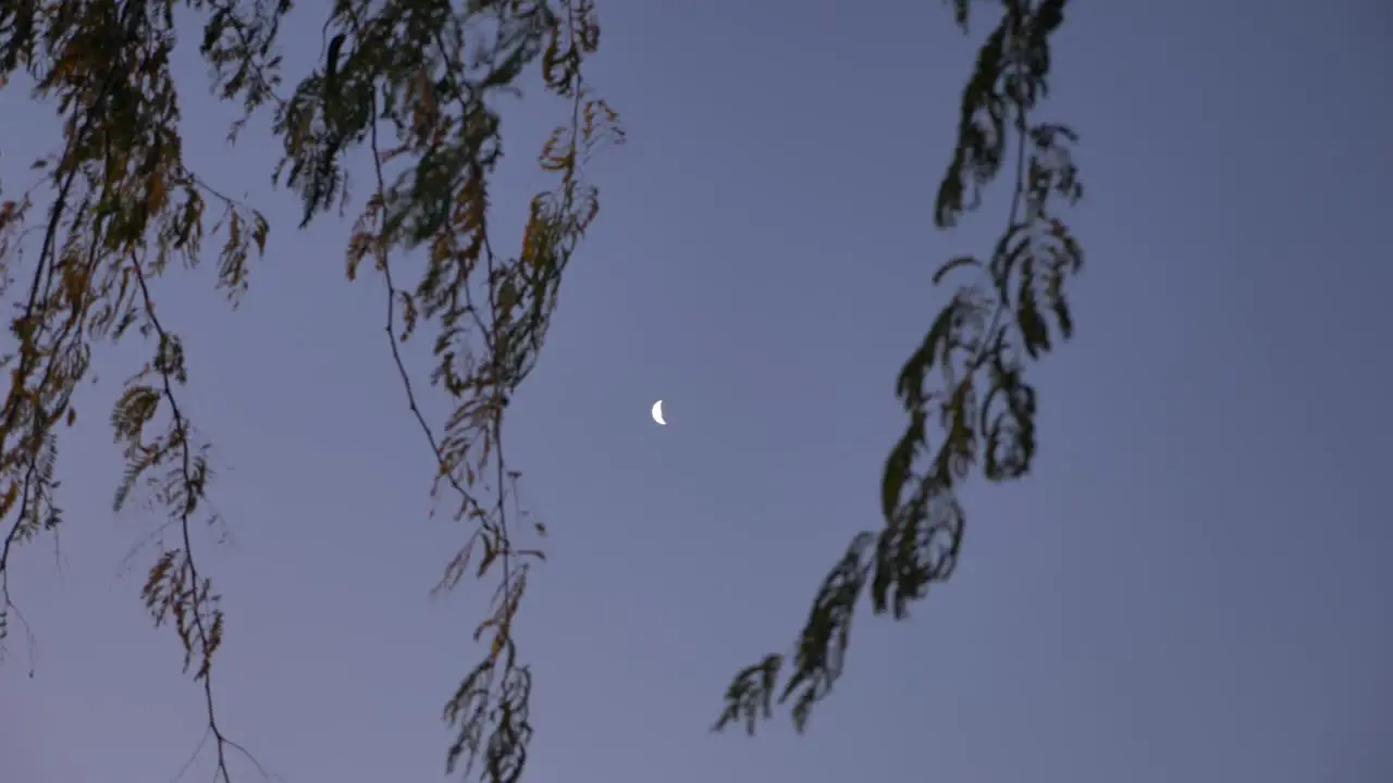 Slowmotion soft focus on tree branches swinging in front of the moon