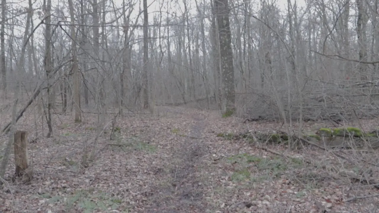 Trail Rocks Slow motion Woods