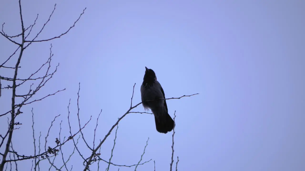 Slow-motion shot of a crow sitting on a tree branch with a grey sky background