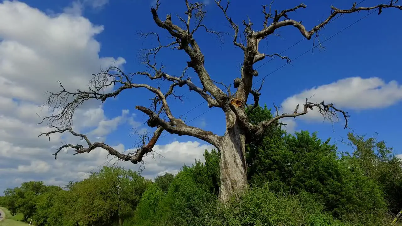 This creepy old tree with its old tentacles reaching out in all directions as if to grab you when you least expect it