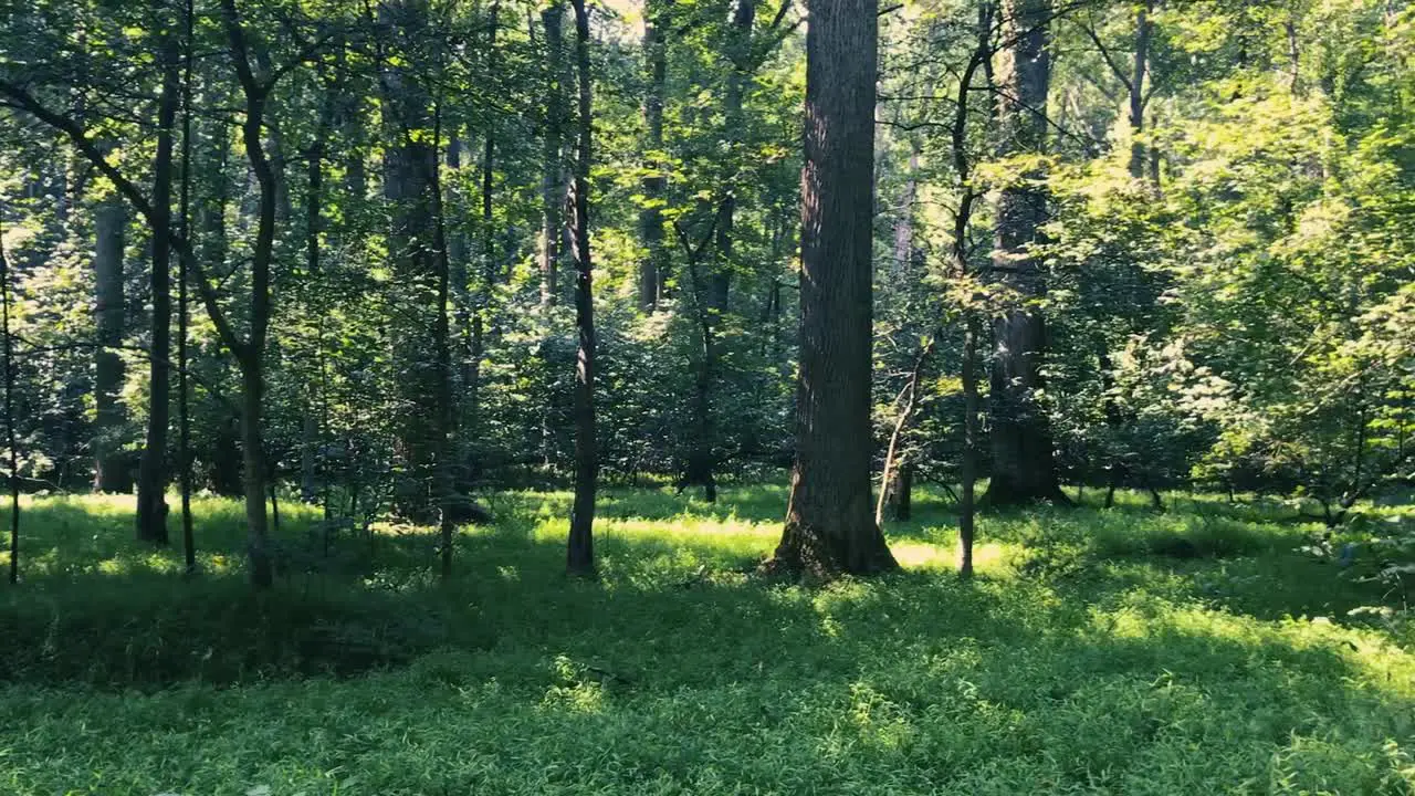 short clip of a pan in the deep forest