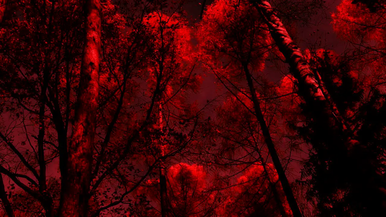 Dark Red Forest from Hell Dramatic Spooky View