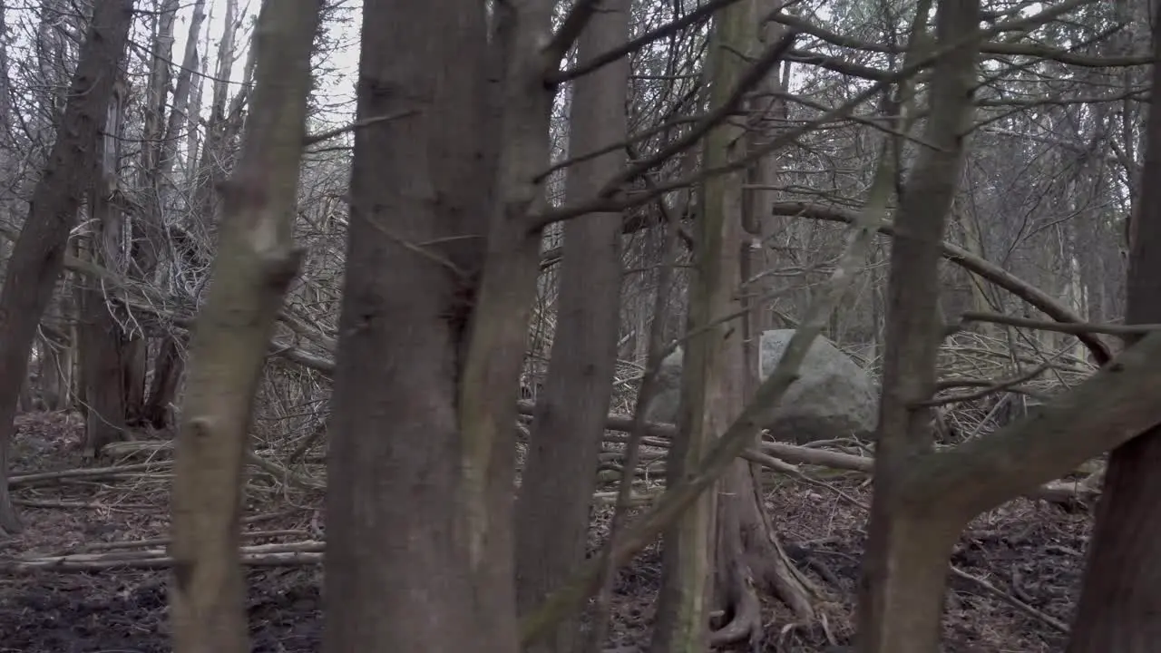 Walk through a creepy forest filled with dead trees