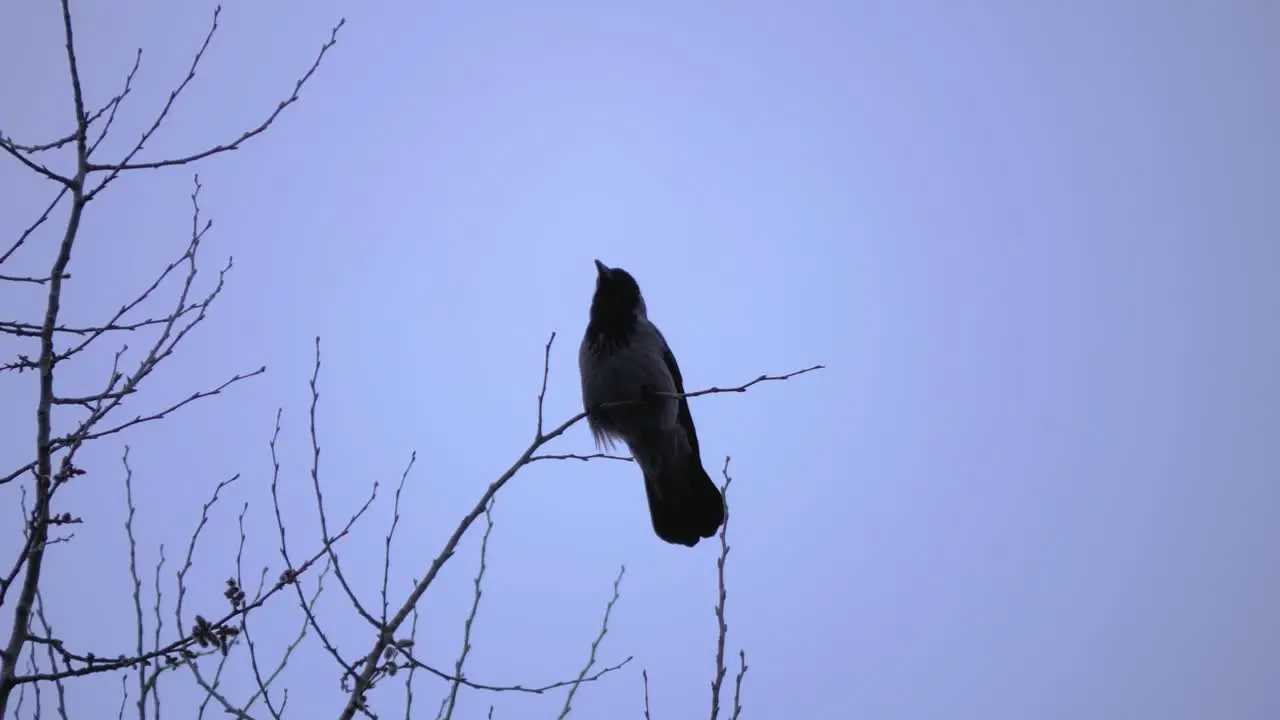 Crow sitting on a tree branch with a grey sky background 50FPS video