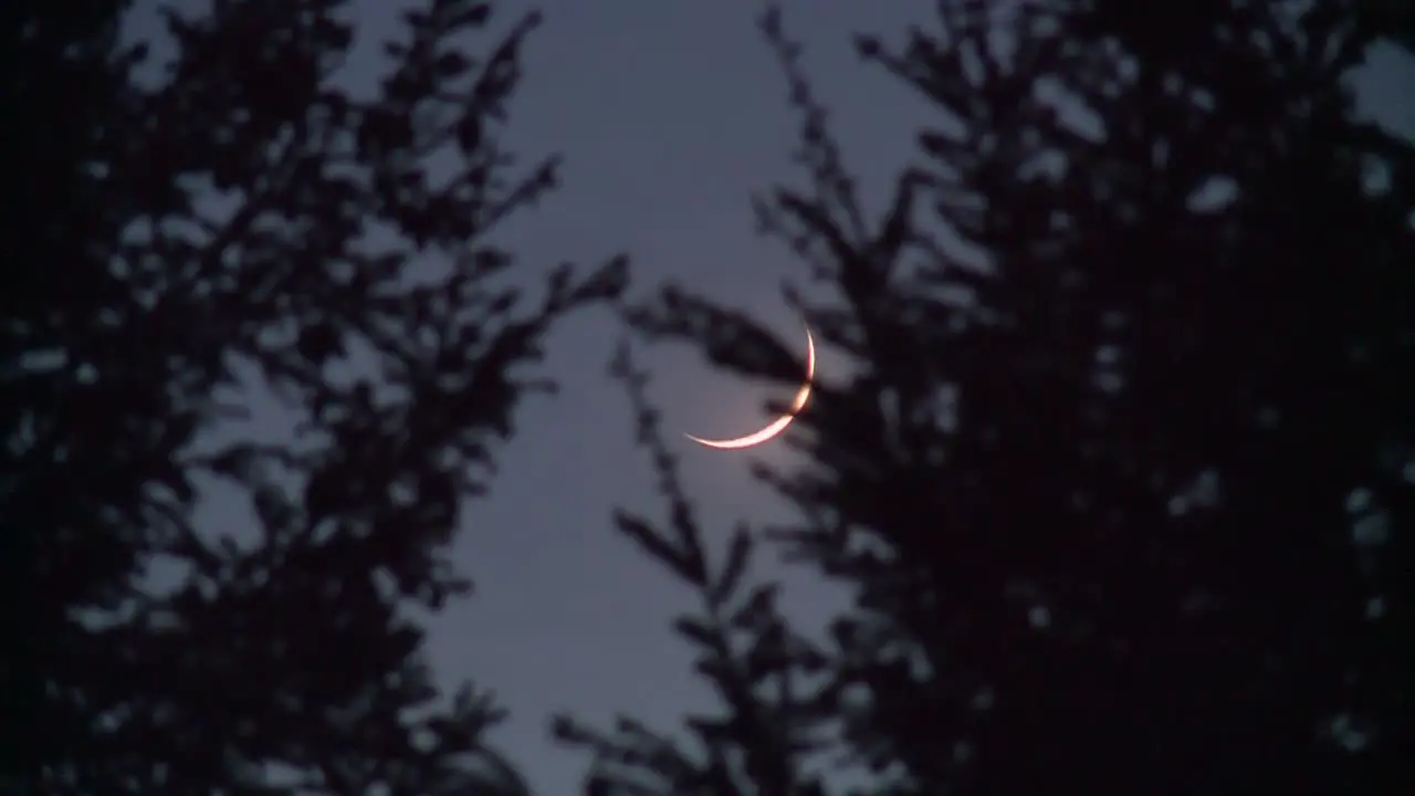 CRESCENT SILVER MOON BEHIND TREES AT NIGHT