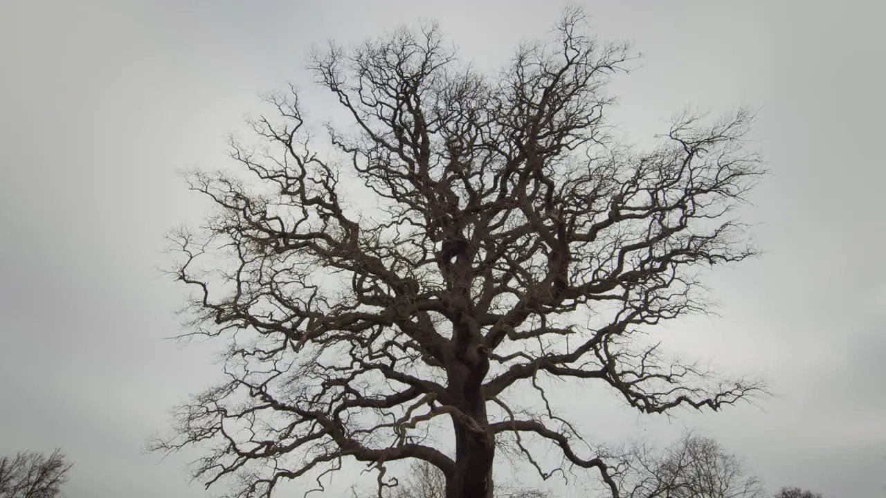 Huge tree at the park in autumn